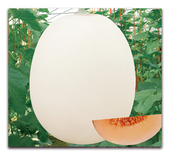 ������7̖-��ϷN��-���y�ϲ�