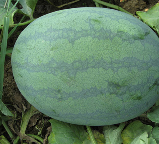 �W���L��-���ϷN��-���y�ϲ�