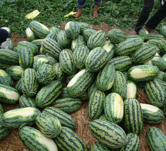 �μ���-���ϷN��-���y�ϲ�