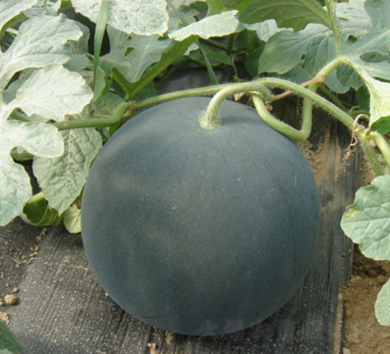 ������һ̖-���ϷN��-���y�ϲ�