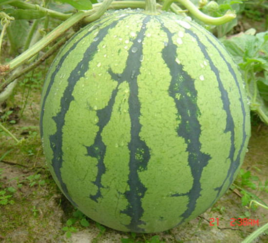 ���y����-���ϷN��-���y�ϲ�