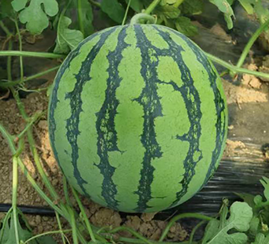 ���ǻ�-���ϷN��-���y�ϲ�