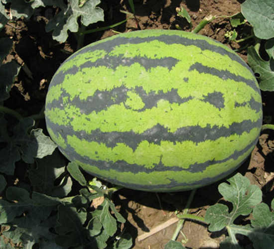 �����G��-���ϷN��-���y�ϲ�