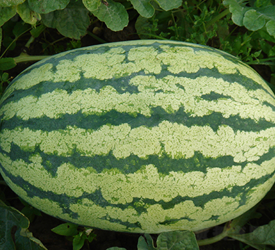 ���x���r(n��ng)��̖(h��o)-���ϷN��-���y�ϲ�