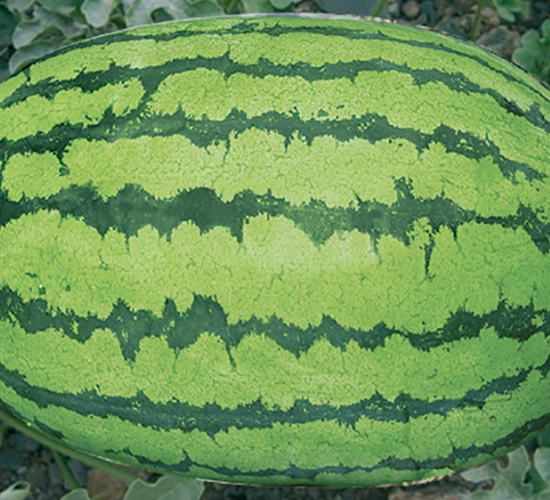 ɳĮ����-���ϷN��-���y�ϲ�