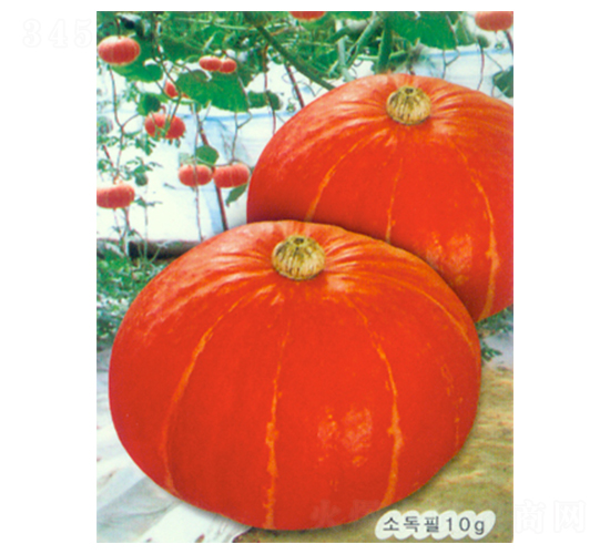 �����Ϲ�-�ϹϷN��-������