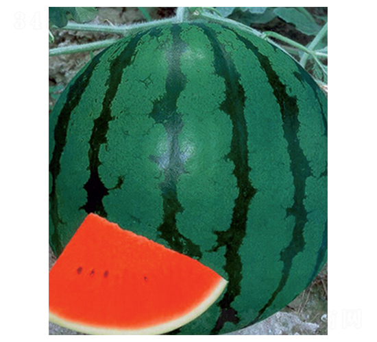 ������-���ϷN��-������