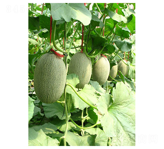 ���@25-��ϷN��-������