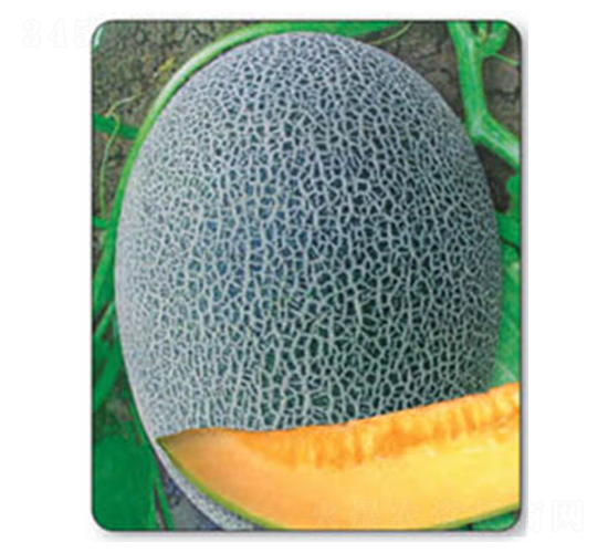 ���@17-��ϷN��-������