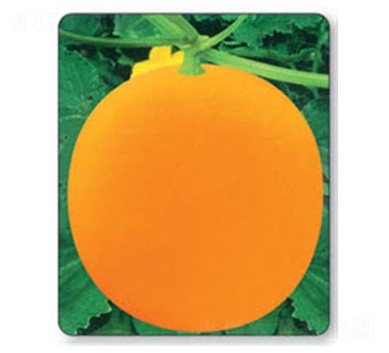 ������̖(h��o)-��ϷN��-������