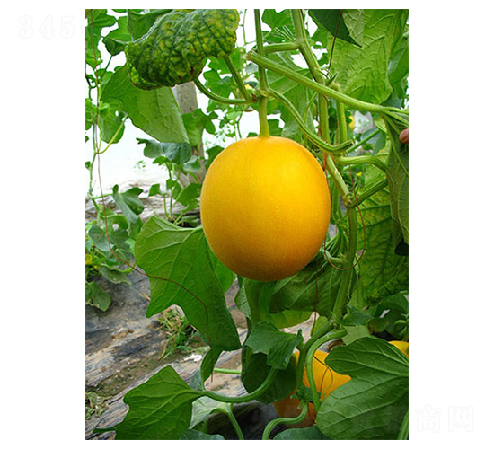 �żt��-��ϷN��-������