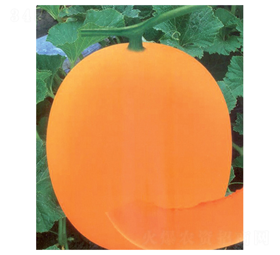 ��t��-��ϷN��-������