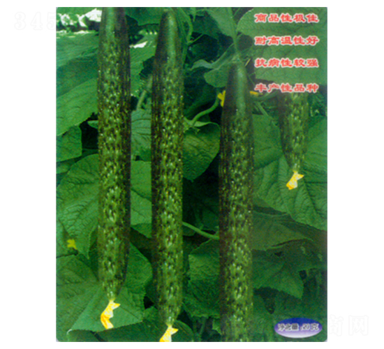 �п�968-�S�ϷN��-������