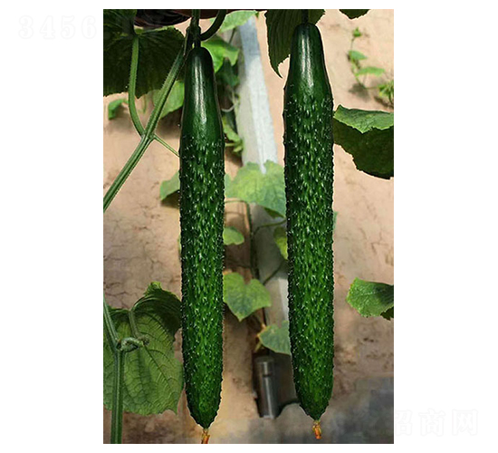 �п�958-�S�ϷN��-������