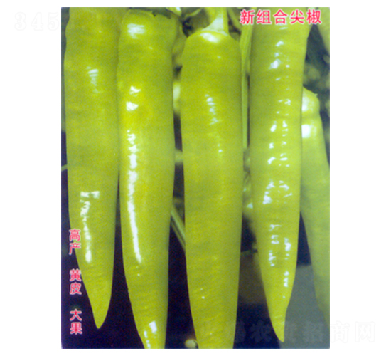 ���S819-�����N��-������