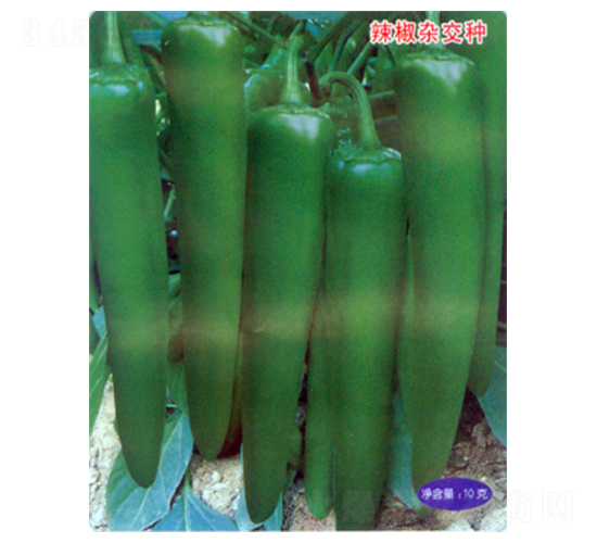 ���S919-�����N��-������