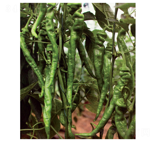 ����-�����N��-������