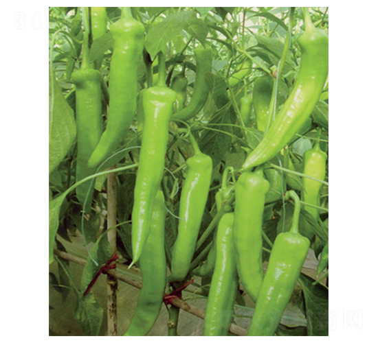 �P�-�����N��-������