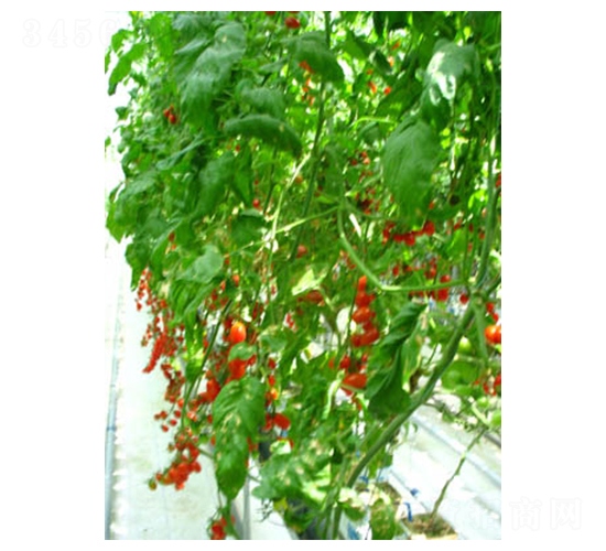 ���t-���ѷN��-������