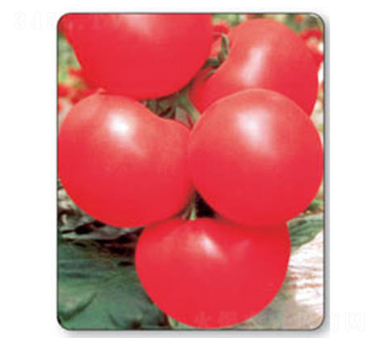 �ʵ�-���ѷN��-������