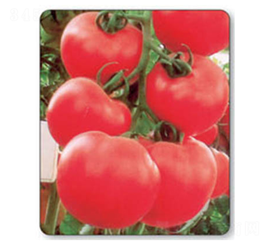 �۵�-���ѷN��-������