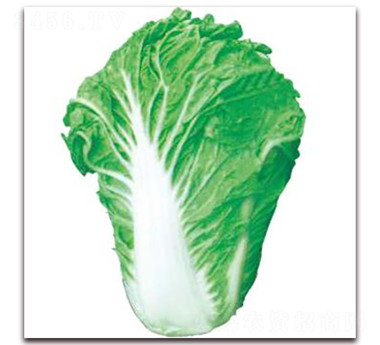 ������̖-�ײ˷N��-�����r(n��ng)