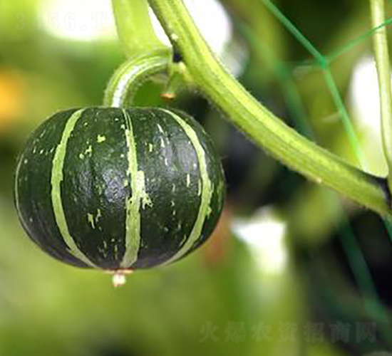 ����6̖-�ϹϷN��-�����r(n��ng)