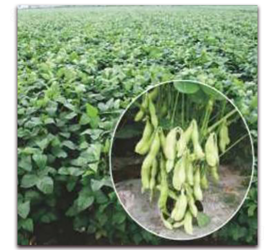 ����9701-�󶹷N��-�����r(n��ng)