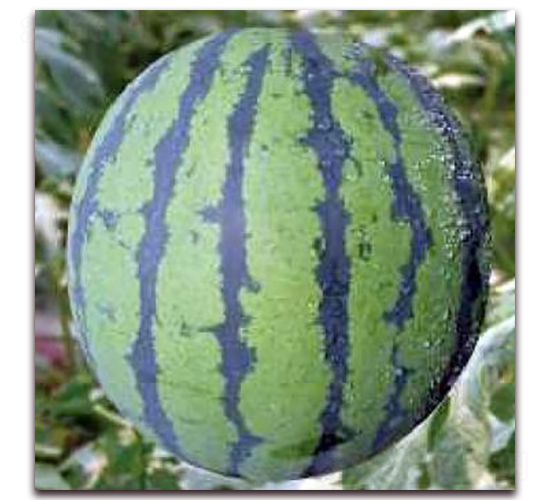 ���-���ϷN��-�����r(n��ng)