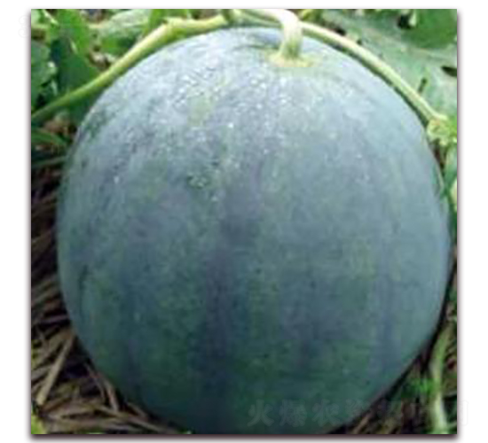 ����5̖-���ϷN��-�����r