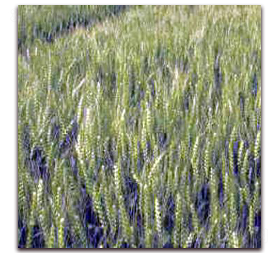 �P��18-С���N��-�����r(n��ng)