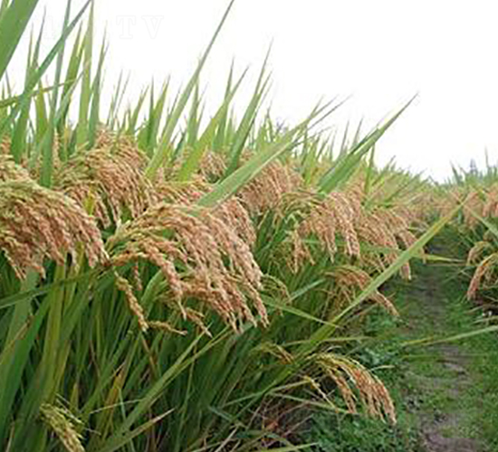 �㾬��(y��u)1578-ˮ���N��-�����r(n��ng)