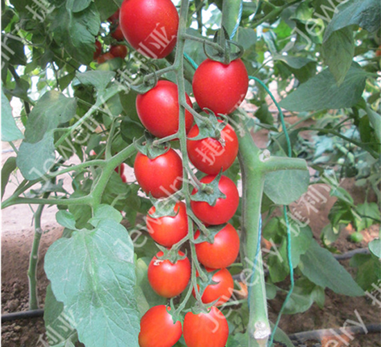 �t��215-���ѷN��-������