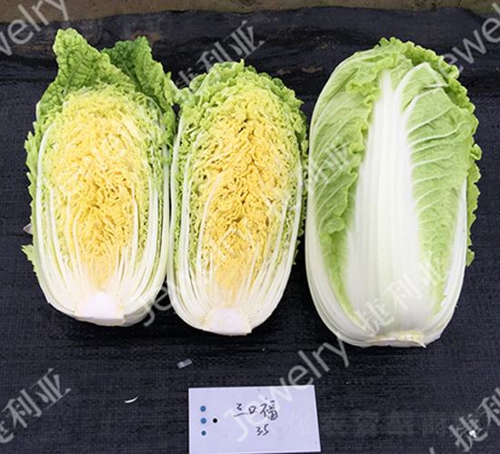 ���ڸ�-�ײ˷N��-������