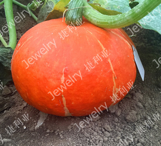 ����121-�ϹϷN��-������