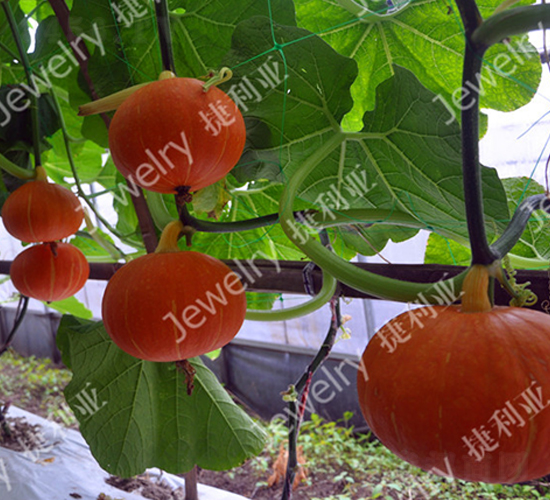 ����119-�ϹϷN��-������