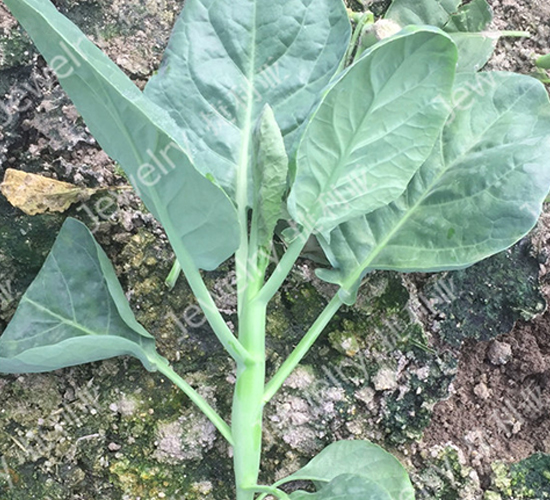 �݌�6̖-���{(l��n)�N��-������