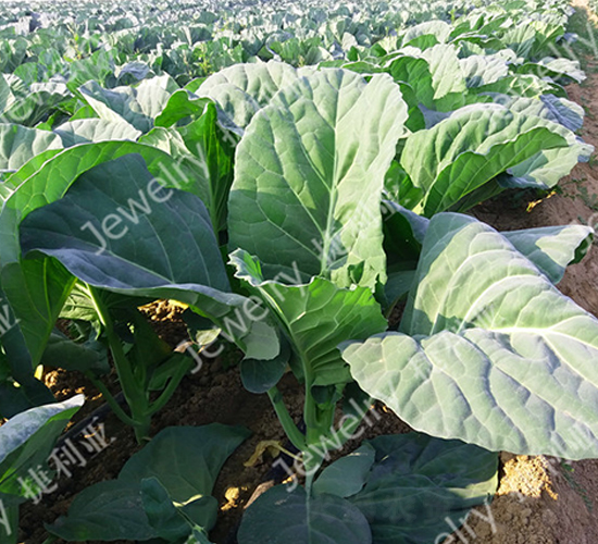 �݌�14-���{�N��-������