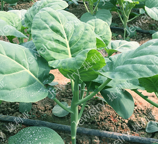 �݌�5̖(h��o)-���{(l��n)�N��-������