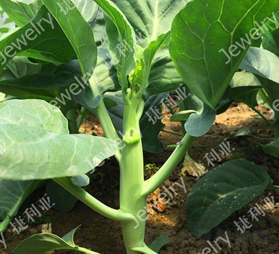 �݌�2̖-���{(l��n)�N��-������