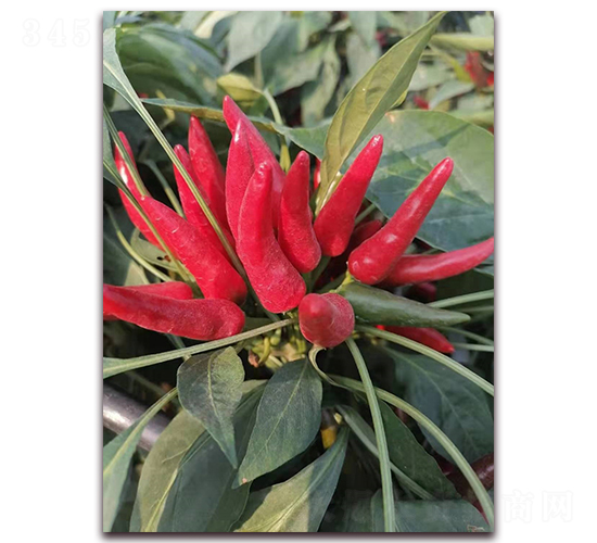 ʥ�r(n��ng)101�������콷-�����N��-ʥ�r(n��ng)�߿�