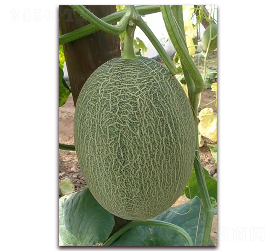 ʥ�r(n��ng)501�W(w��ng)�y���-��ϷN��-ʥ�r(n��ng)�߿�