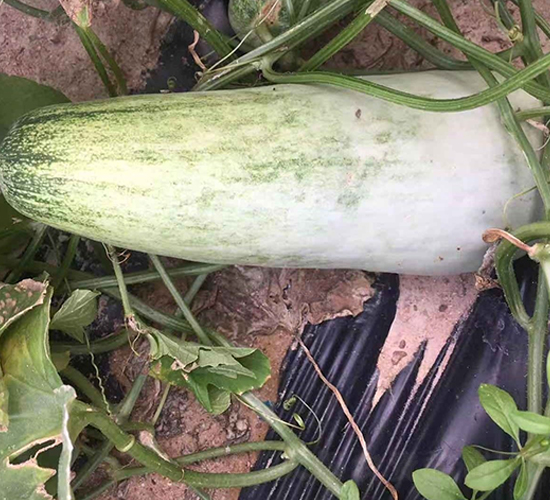 ʥ�r(n��ng)401���-��ϷN��-ʥ�r(n��ng)�߿�