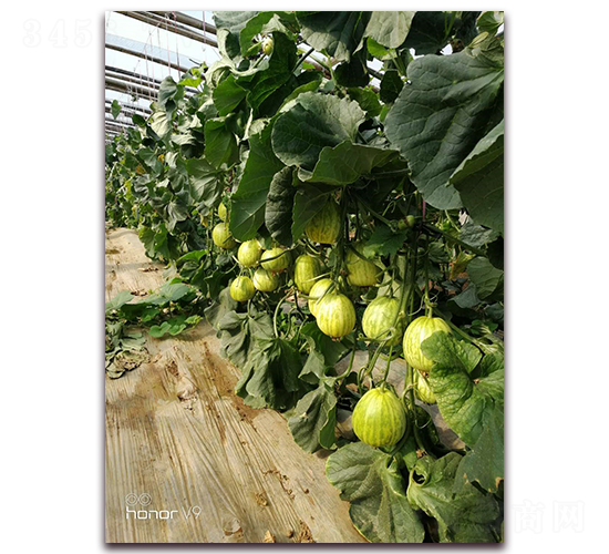 ʥ�r(n��ng)301���-��ϷN��-ʥ�r(n��ng)�߿�