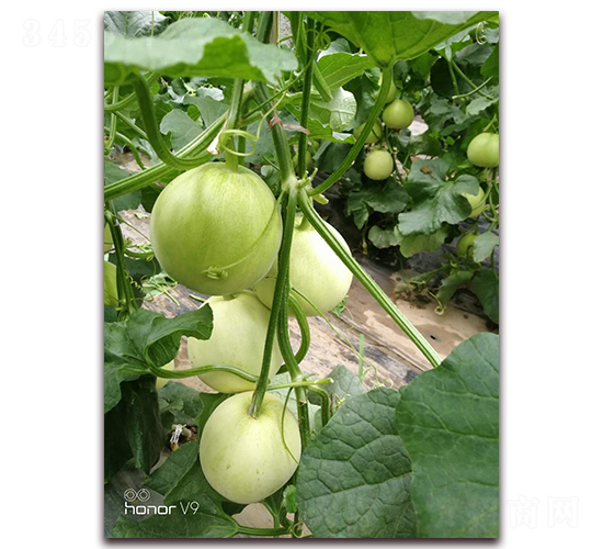 ʥ�r(n��ng)201���-��ϷN��-ʥ�r(n��ng)�߿�