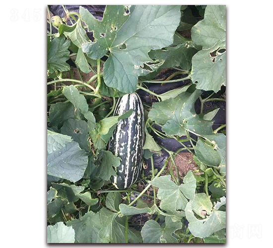 ʥ�r(n��ng)104���-��ϷN��-ʥ�r(n��ng)�߿�