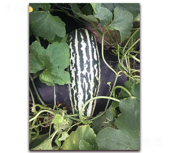 ʥ�r(n��ng)103���-��ϷN��-ʥ�r(n��ng)�߿�