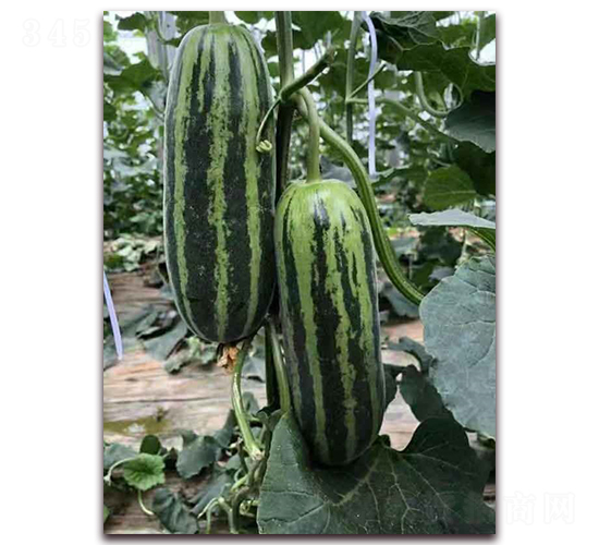 ʥ�r(n��ng)101���-��ϷN��-ʥ�r(n��ng)�߿�