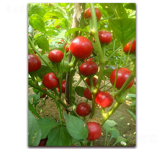 ʥ�r(n��ng)�A�A-���콷�N��-ʥ�r(n��ng)�߿�