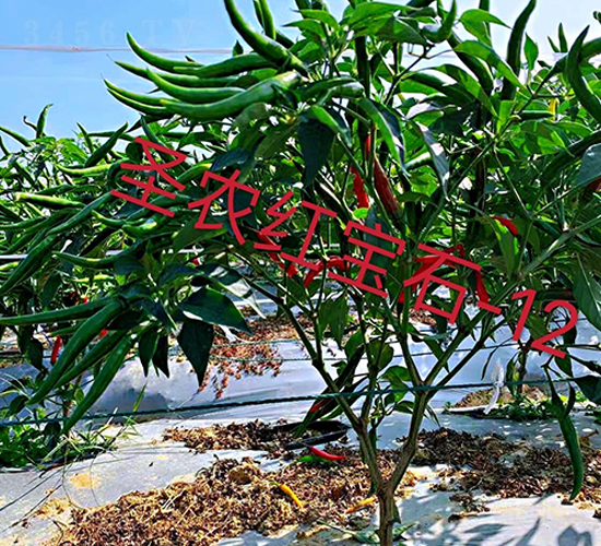 ʥ�r(n��ng)�t��ʯ12̖(h��o)���콷-���콷�N��-ʥ�r(n��ng)�߿�